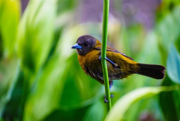 bird