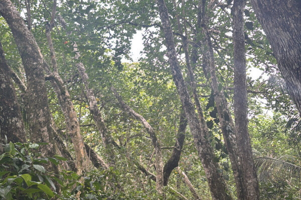 Two women walking through a forest.